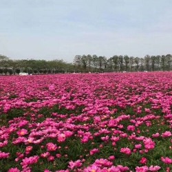 芍藥種植客戶